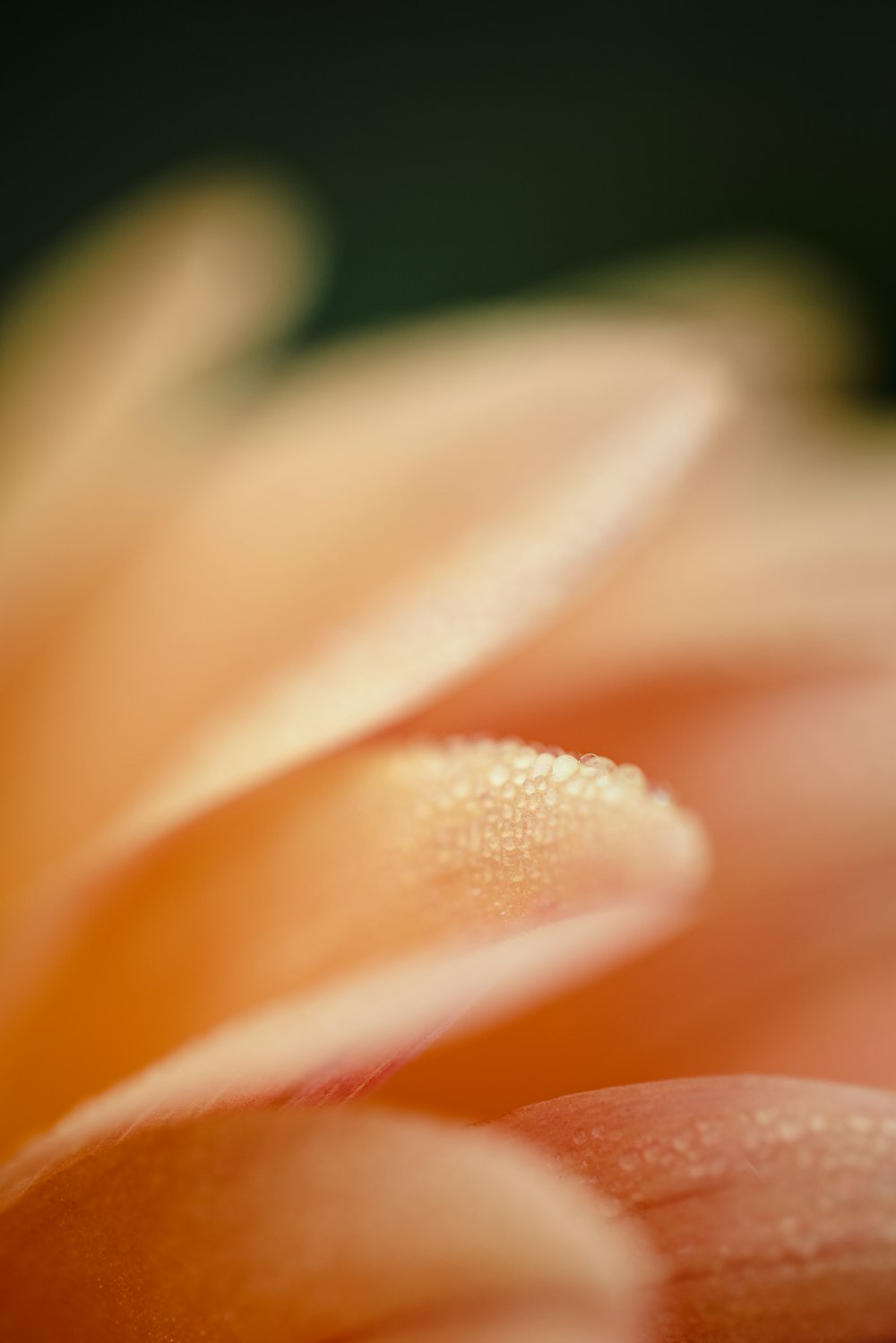 pink and white flower in macro photography