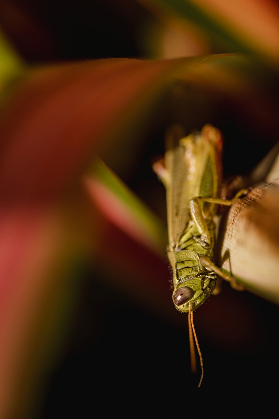 green grasshopper perched on brown stem in close up photography during daytime