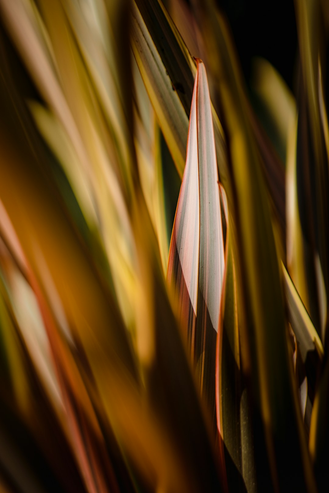 brown and green plant in close up photography