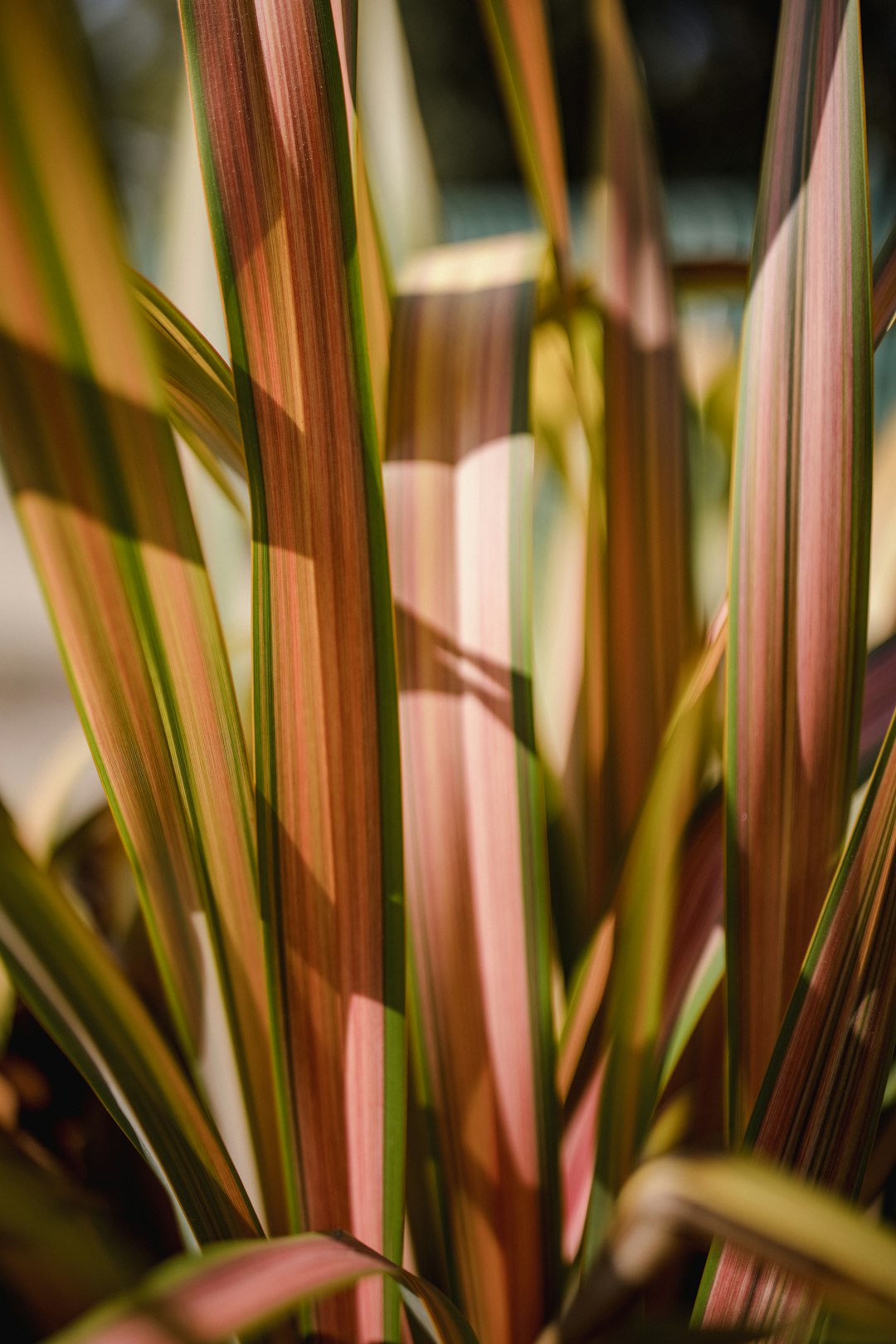 green and brown plant during daytime