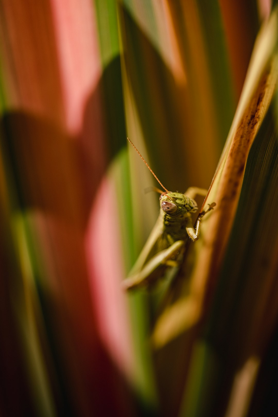 green grasshopper perched on brown stem in close up photography during daytime