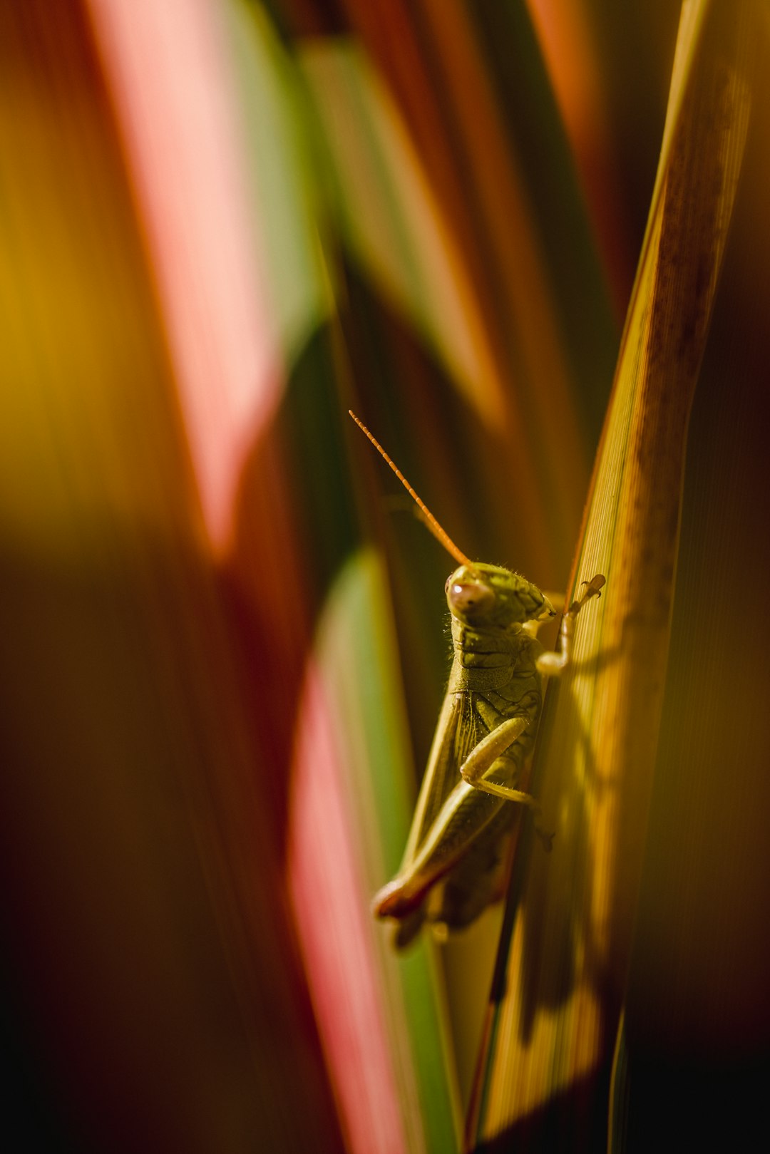 green grasshopper on brown wooden stick