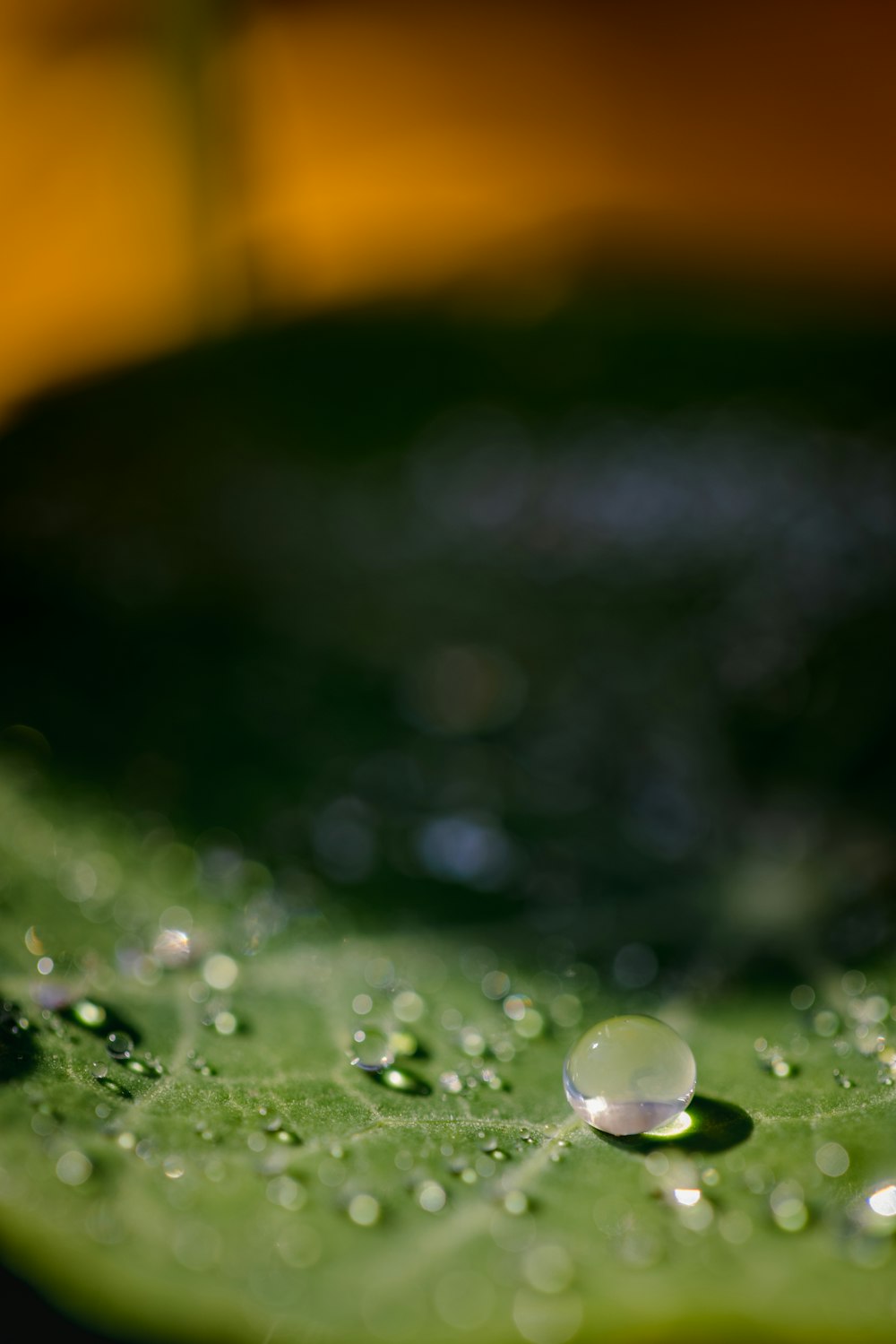 water droplets on yellow textile