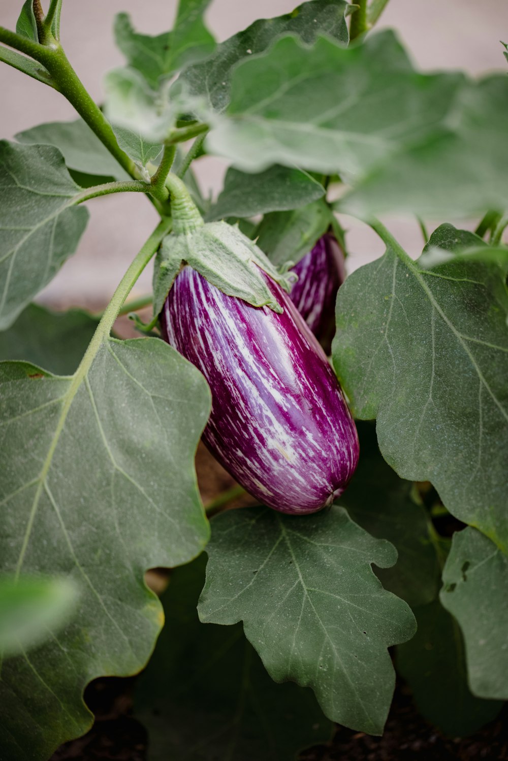 lila runde Frucht auf grünen Blättern