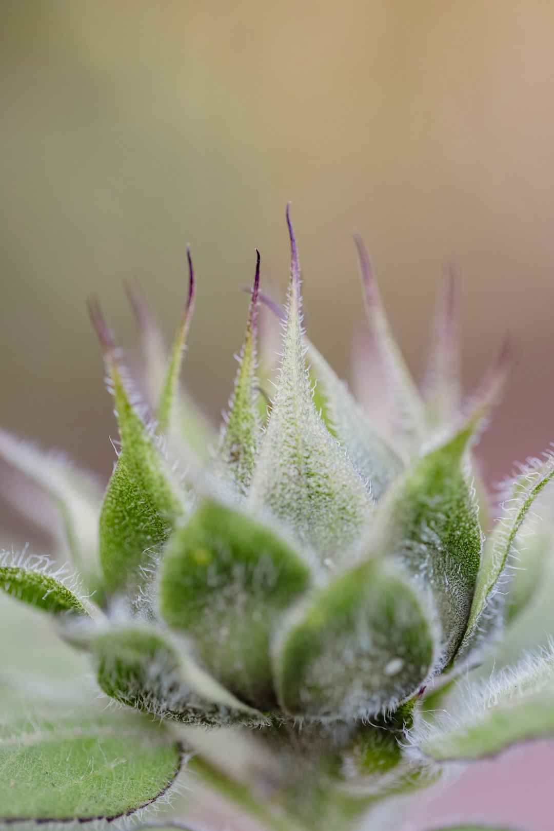 green plant in macro lens