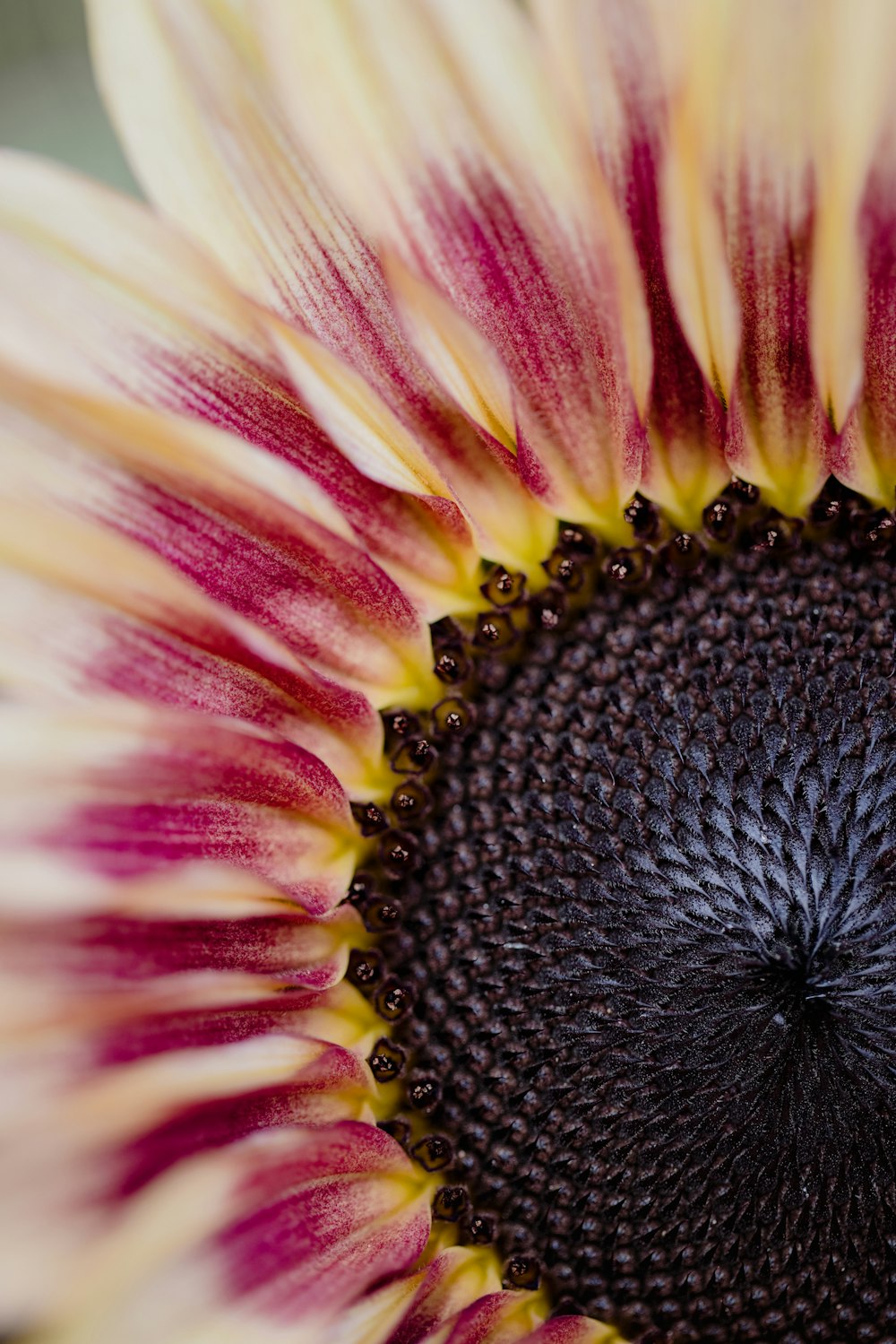 yellow and pink flower in macro photography