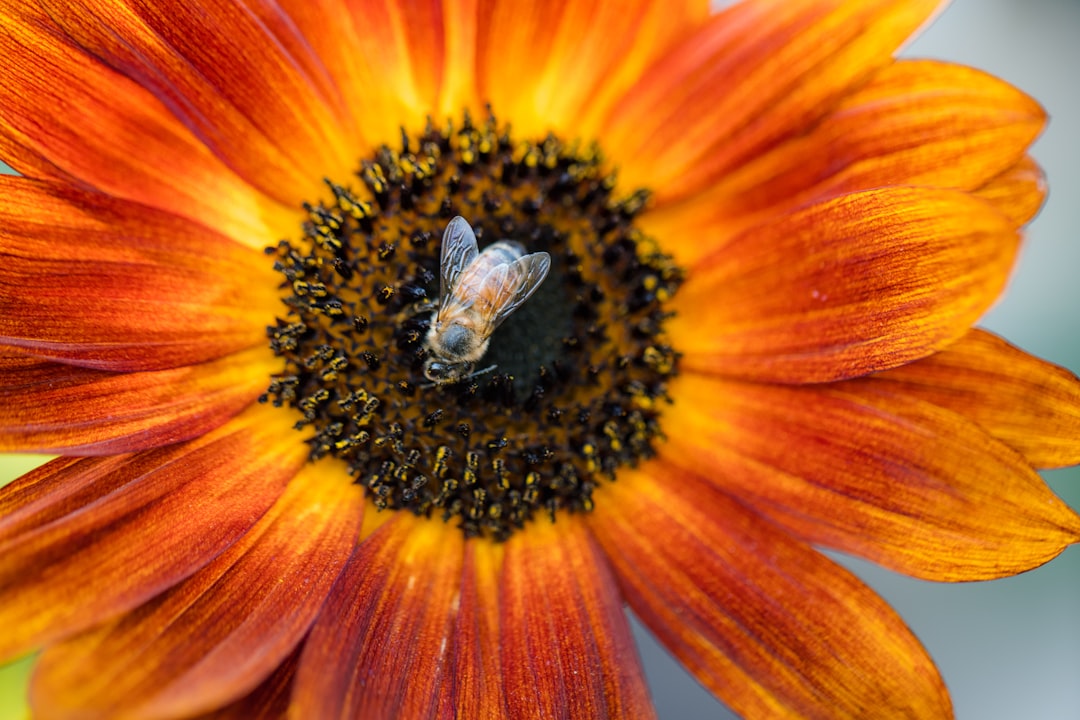 yellow and black bee on orange flower