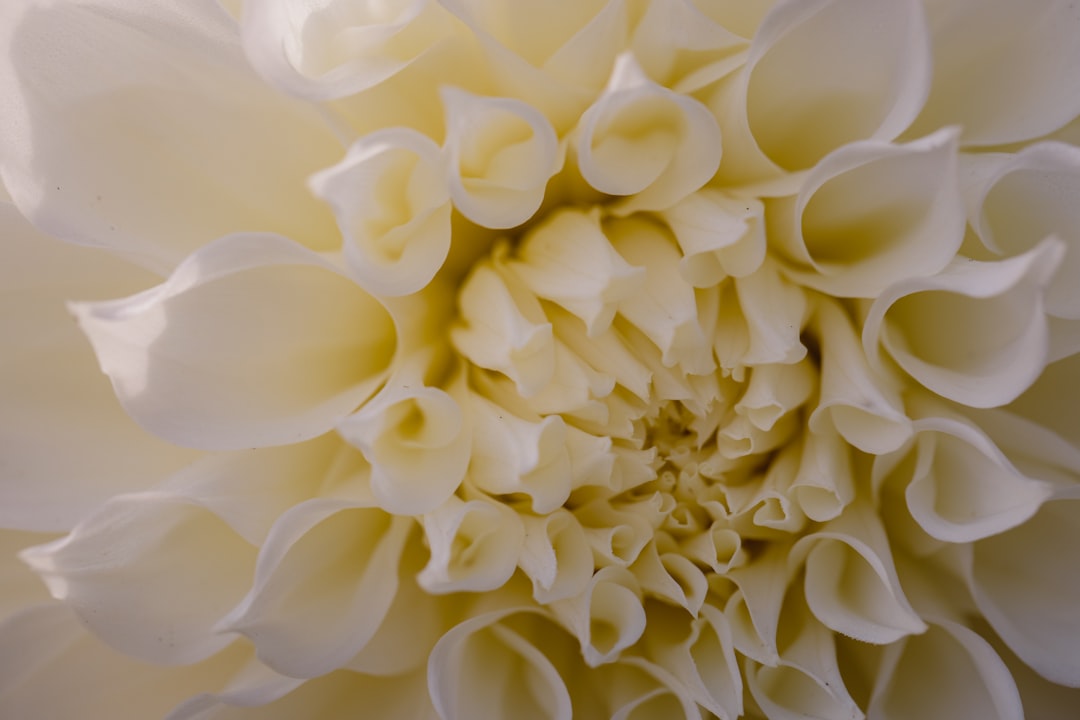 white flower in macro lens