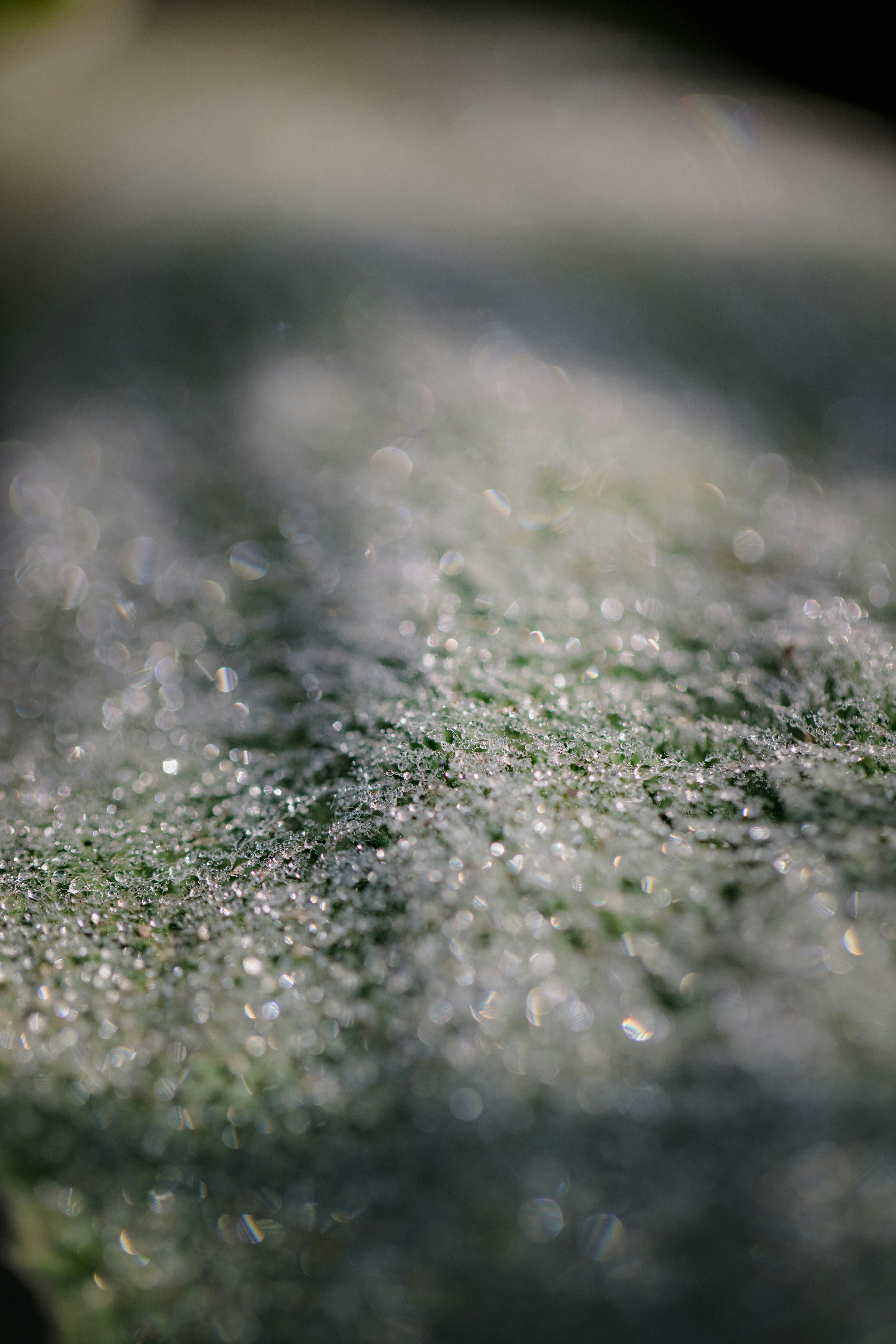 water droplets on green grass