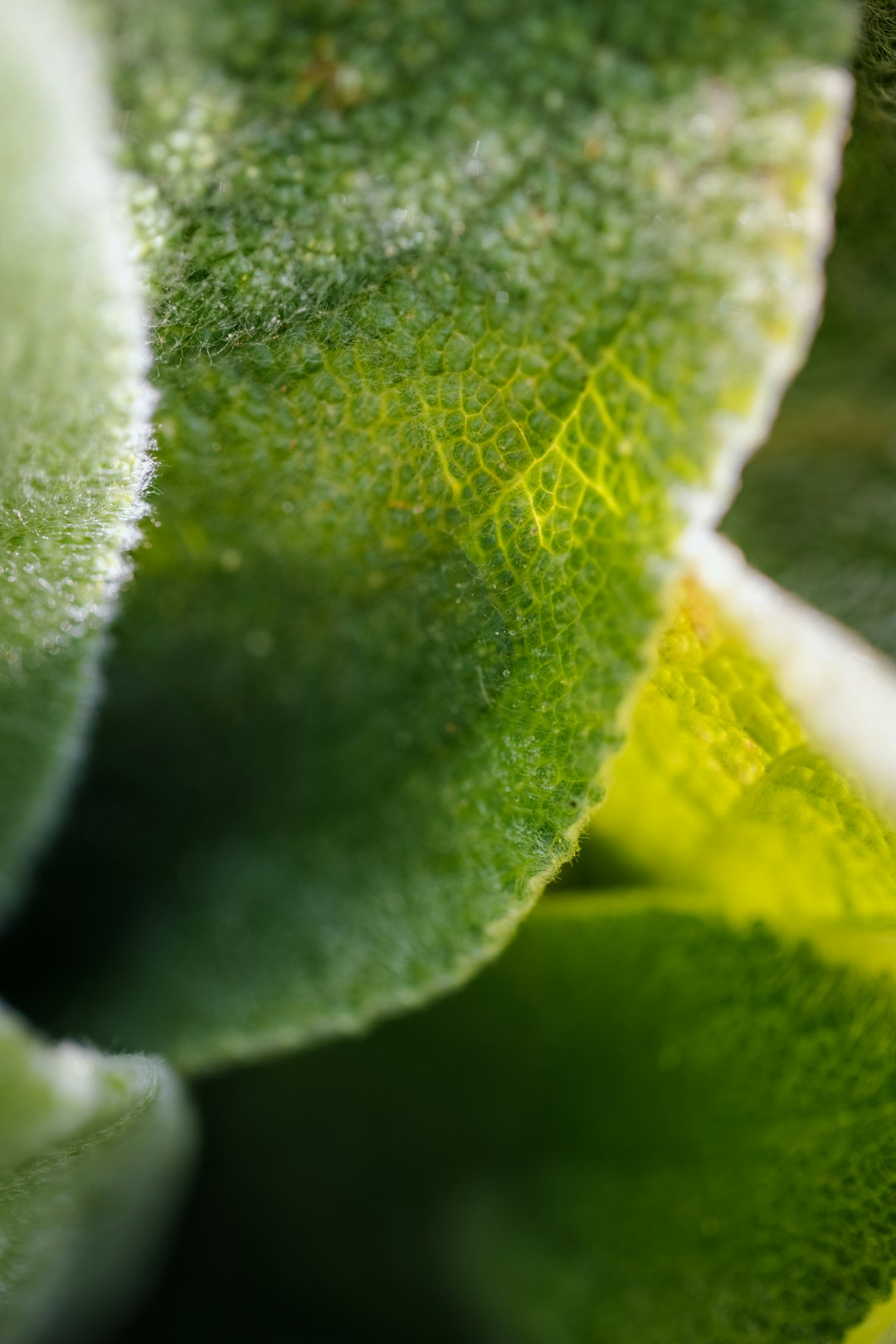 macro photography of green leaf