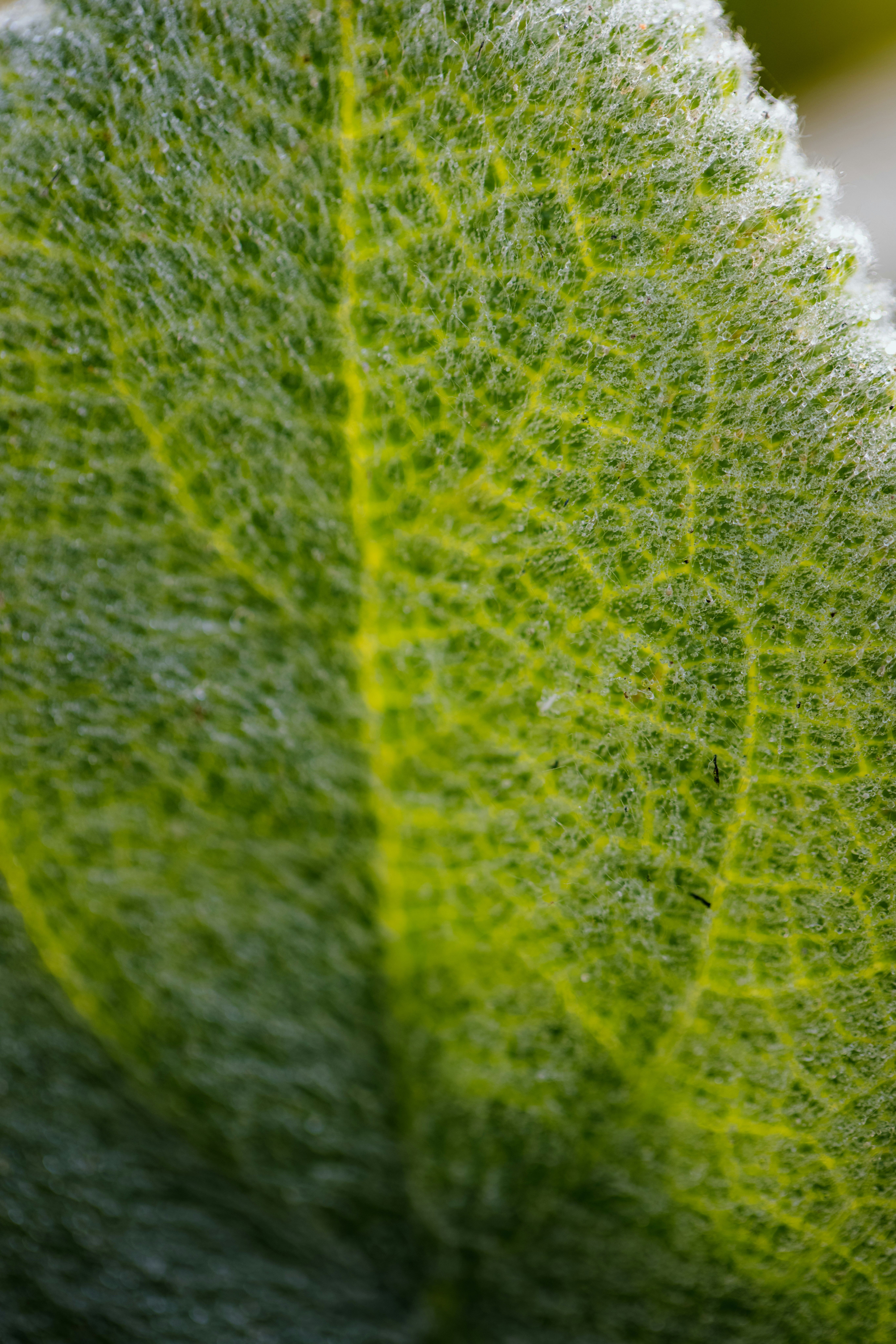green leaf in close up photography