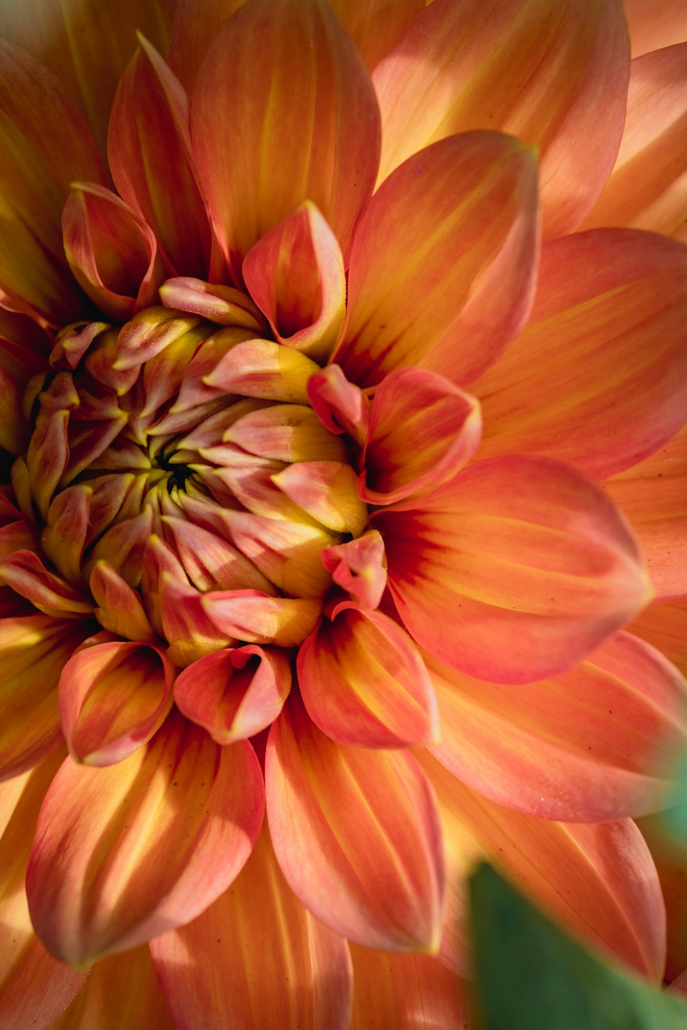 Gelbe und rosa Blume in der Makrofotografie