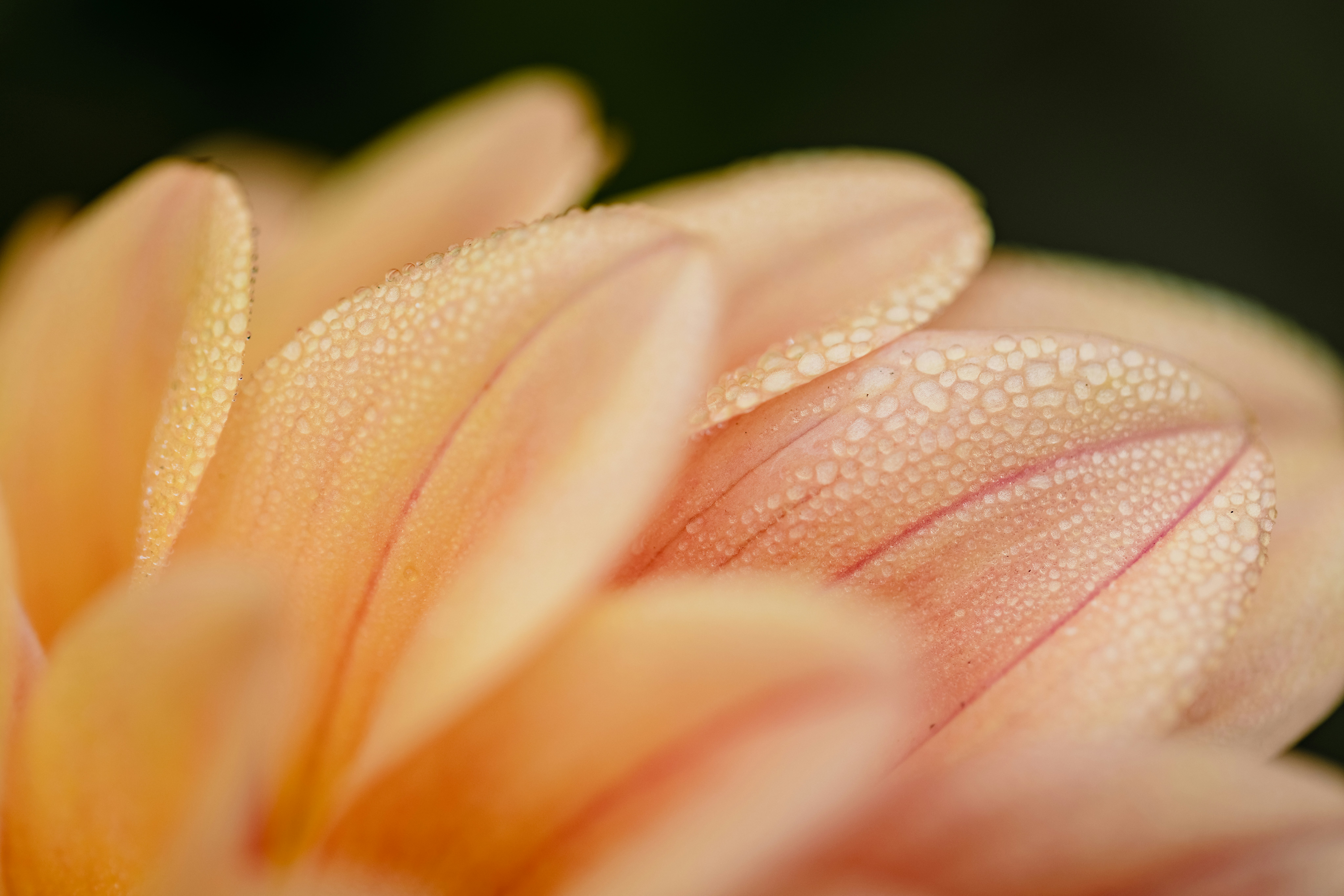 pink flower with water droplets