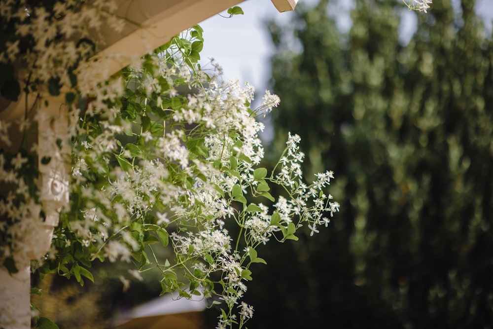 white flowers with green leaves