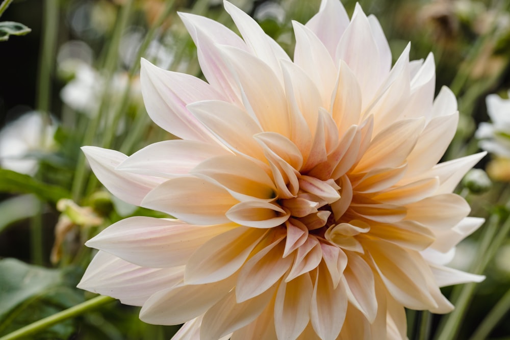 pink and white flower in close up photography