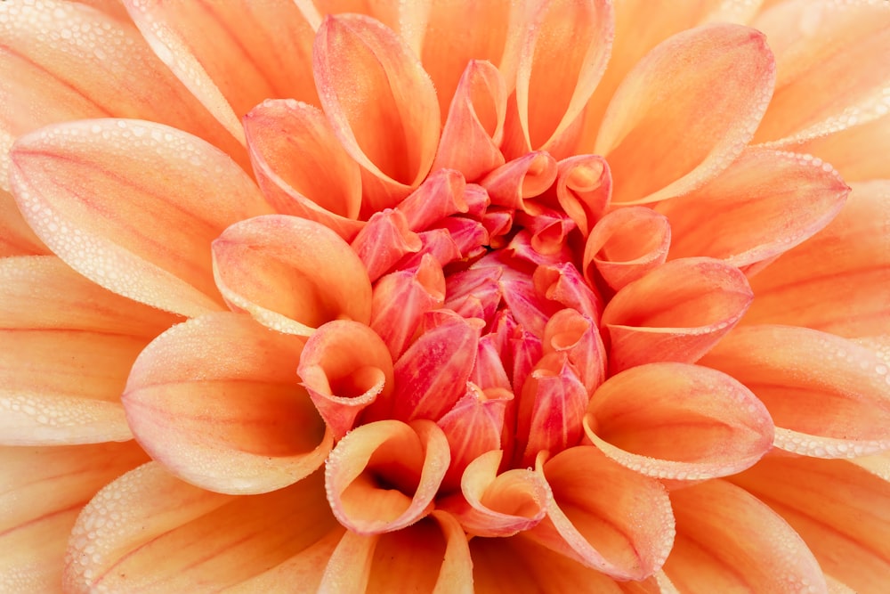 orange flower in macro lens