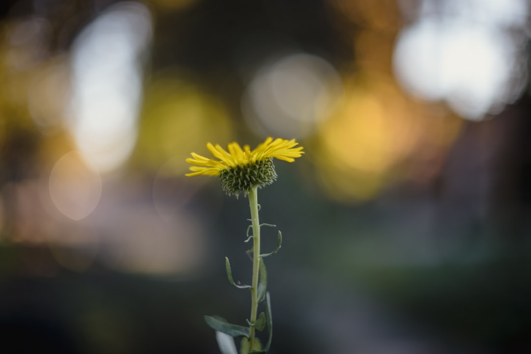 yellow flower in tilt shift lens