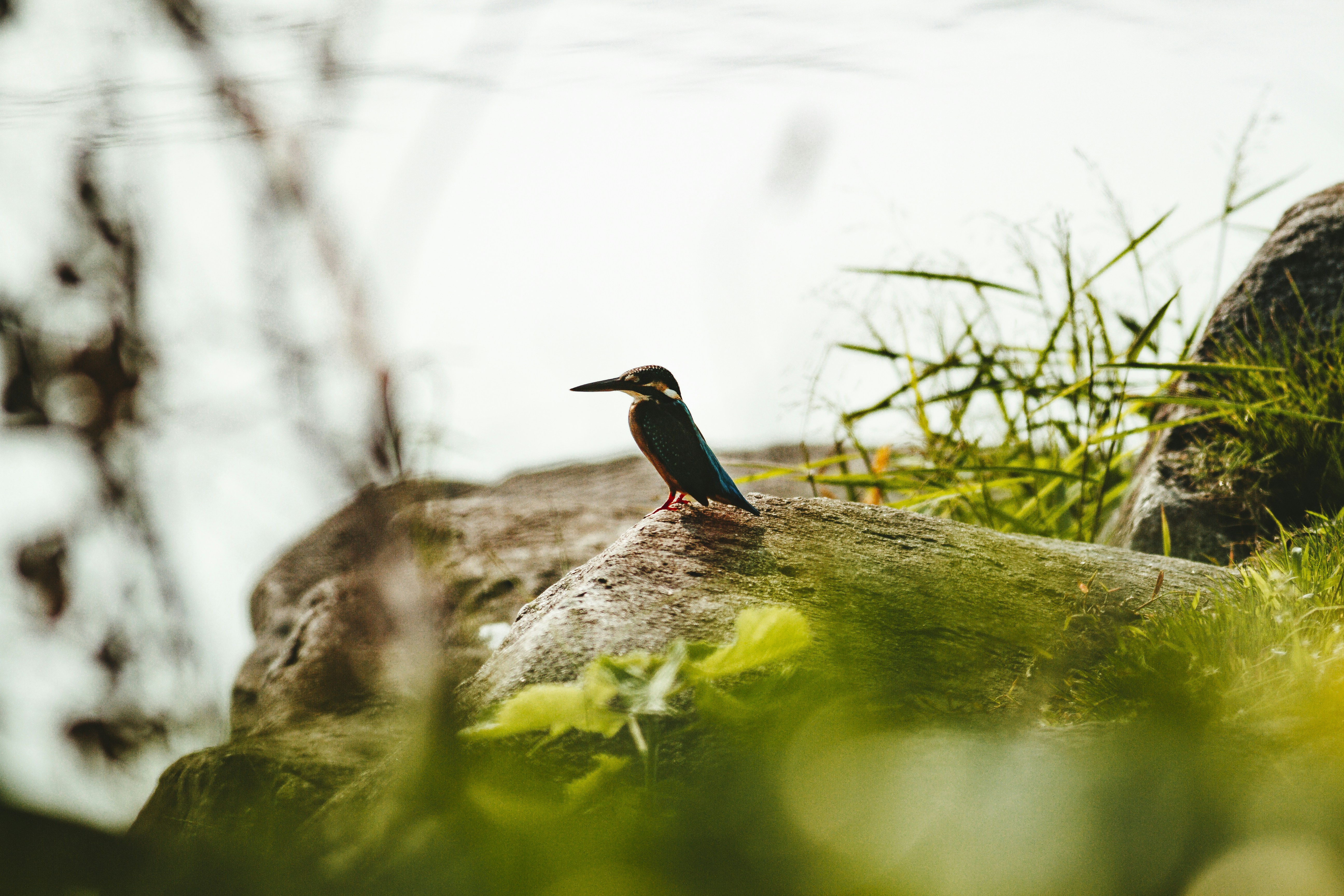 blauer und brauner Vogel tagsüber auf braunem Ast