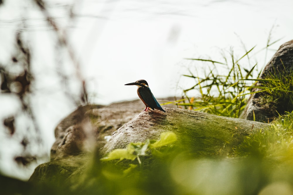 blue and brown bird on brown tree branch during daytime