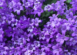 purple flowers with green leaves