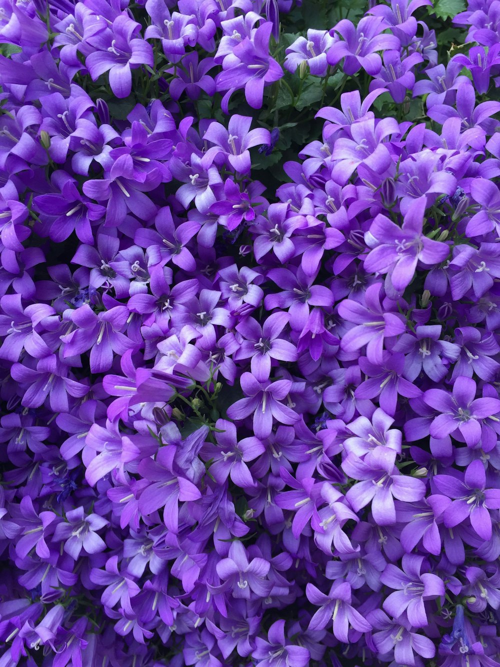 purple flowers with green leaves