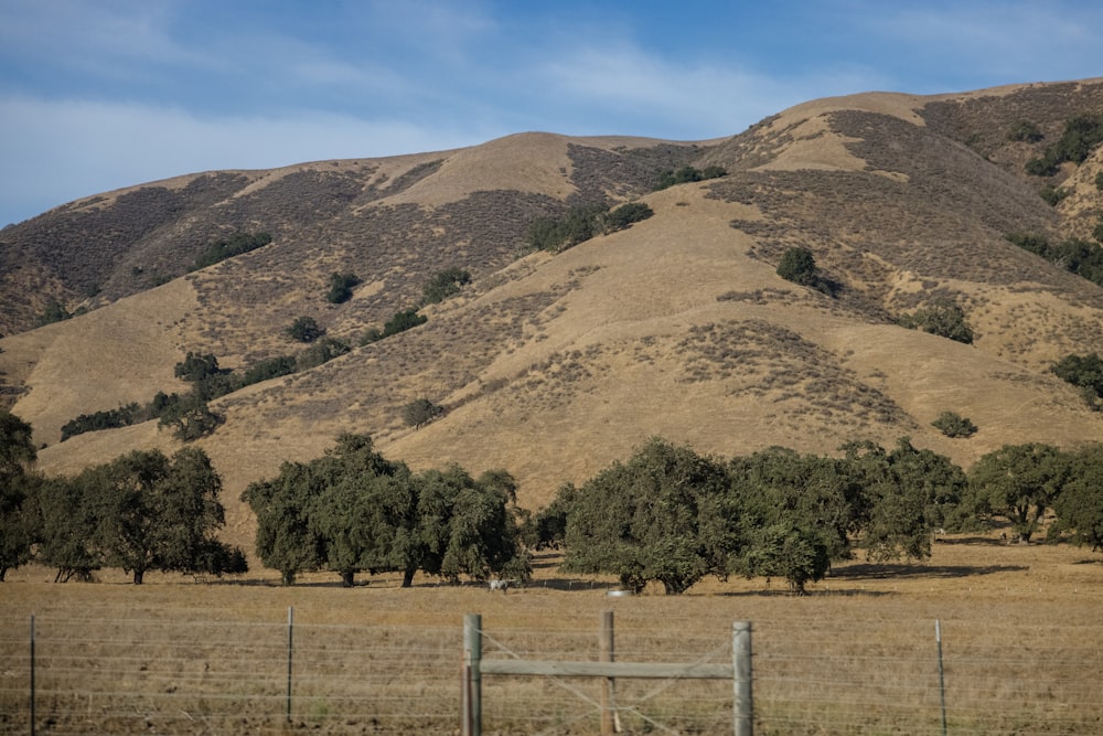 green grass field and trees with brown mountain in distance