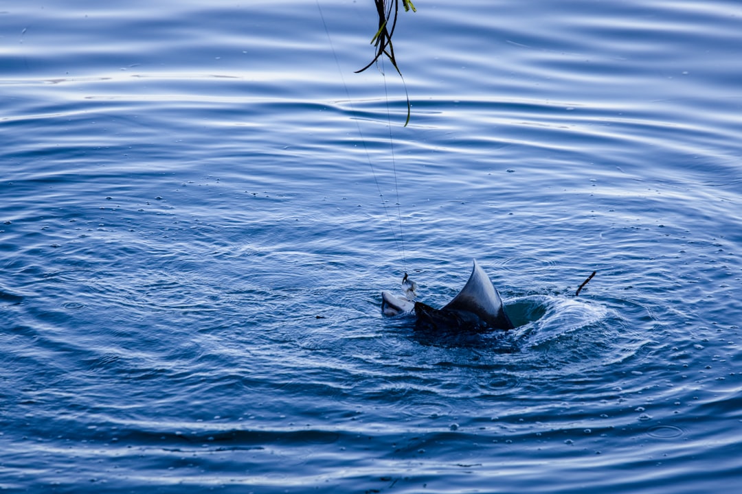 2 dolphins in the sea