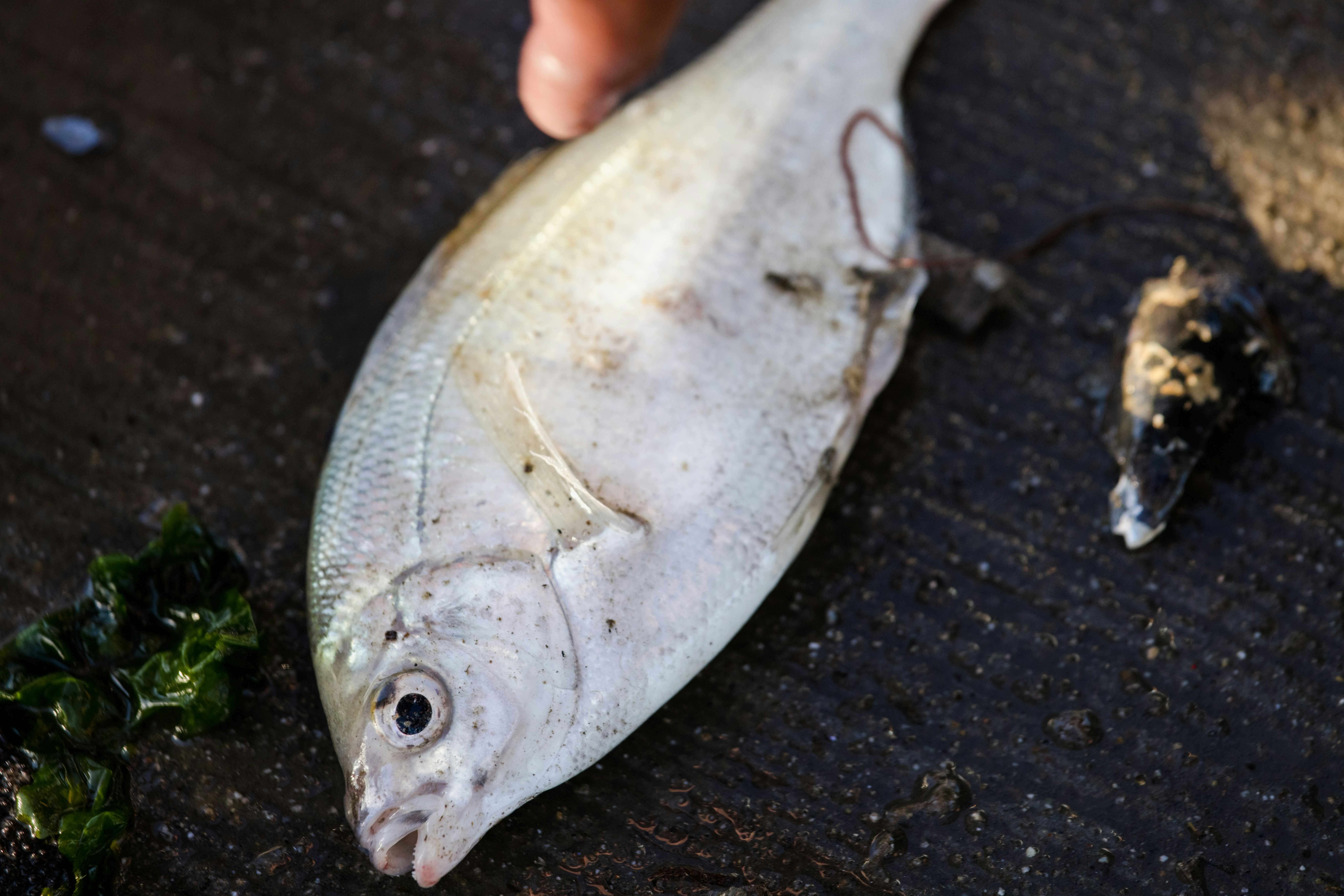 orang memegang ikan perak di atas tekstil hitam