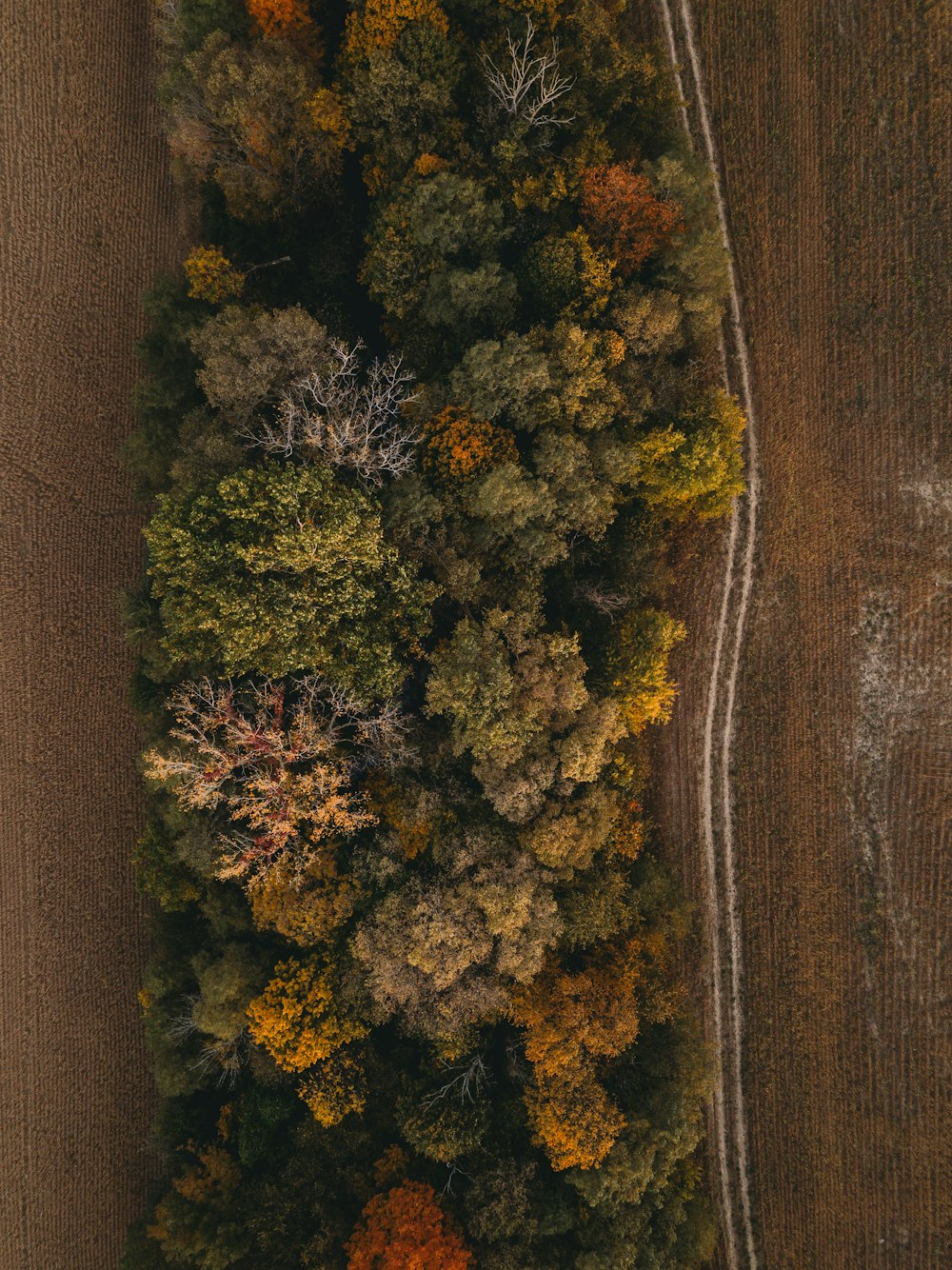 green and brown trees painting