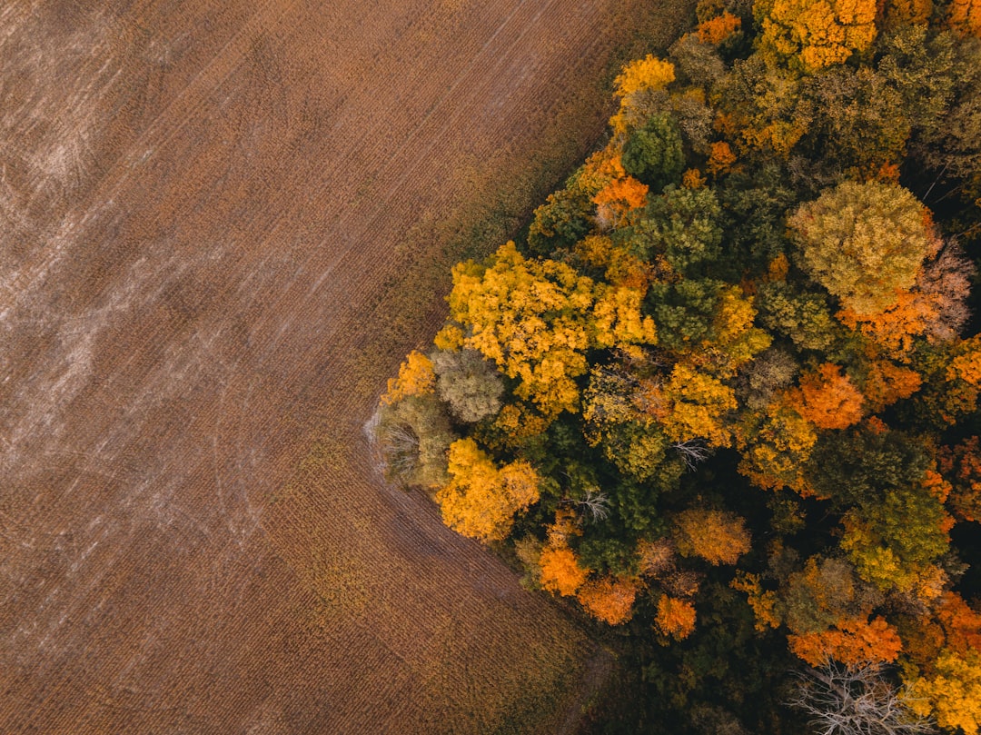 yellow and green trees on brown sand