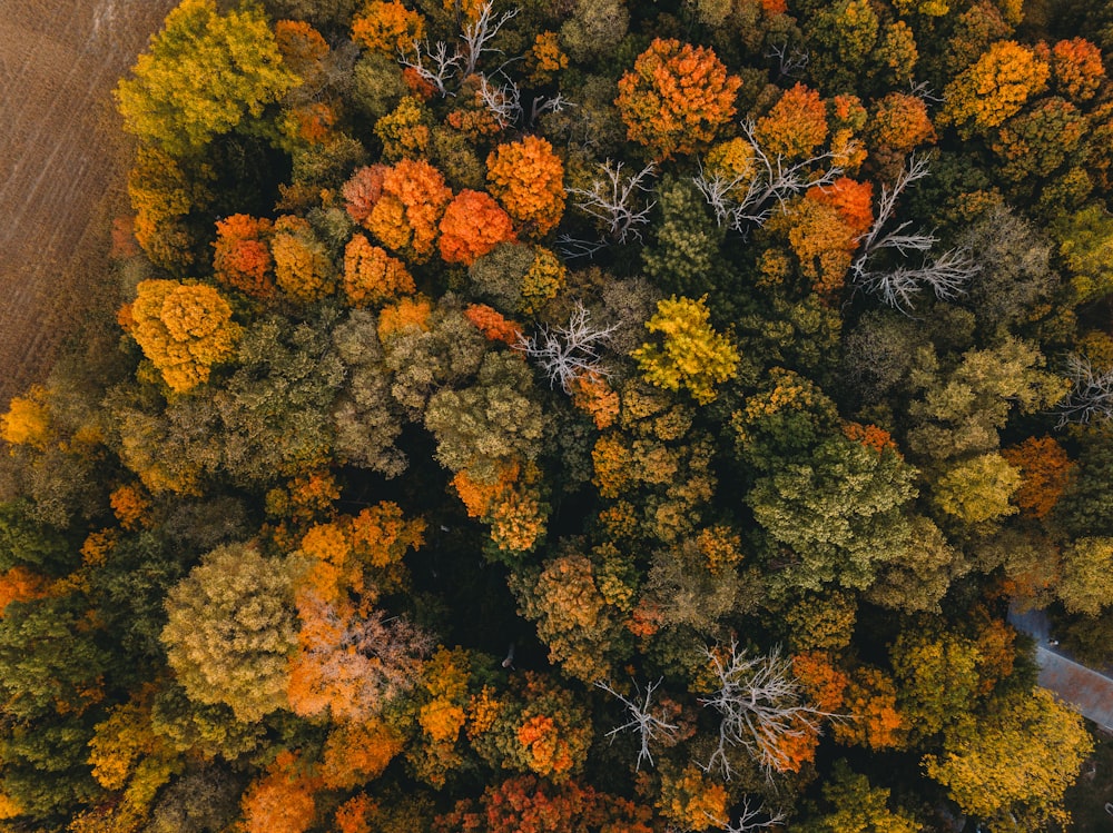 yellow and green trees during daytime