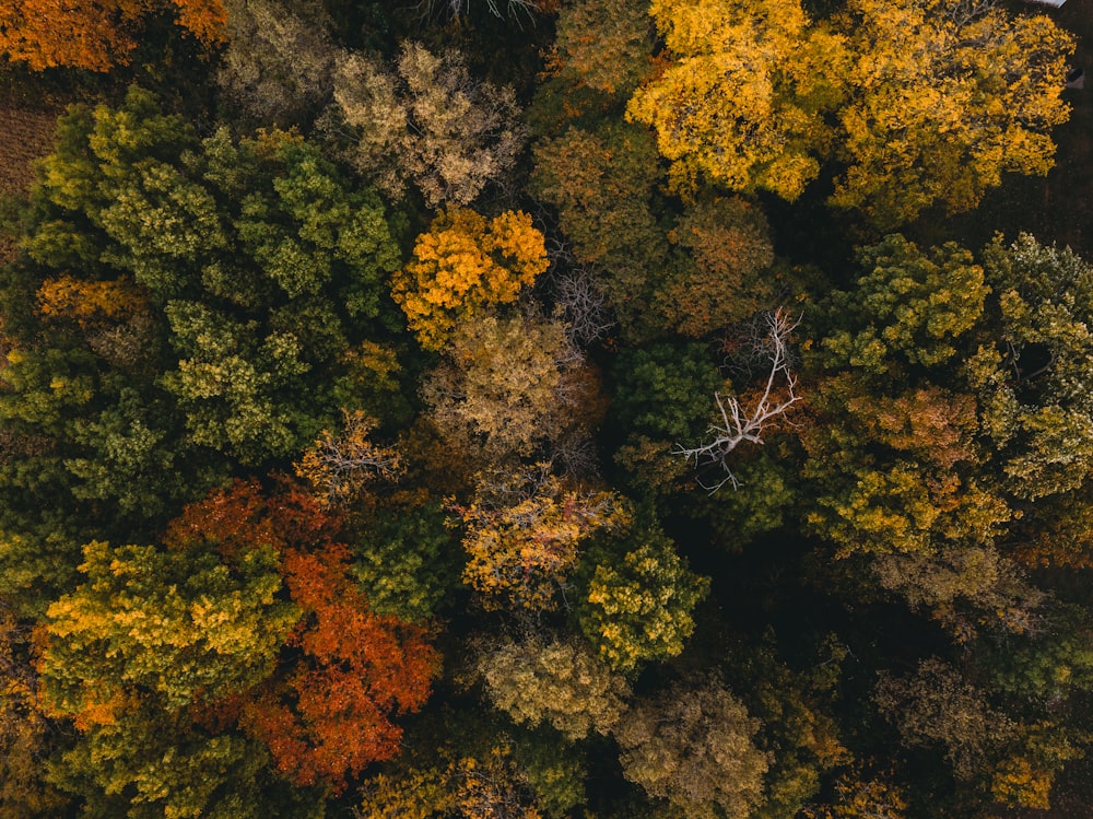 yellow and green trees during daytime