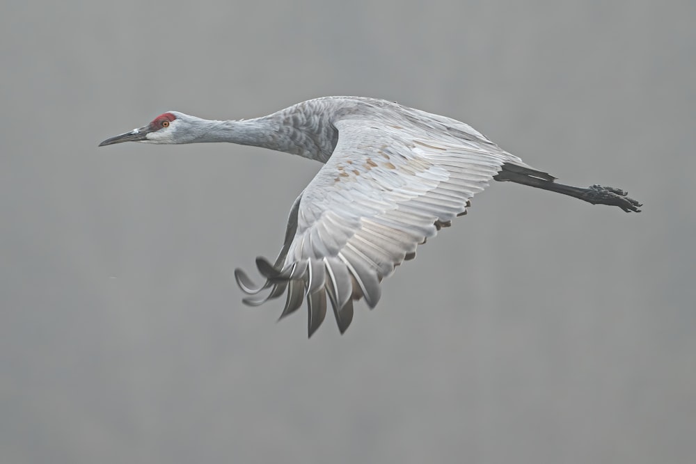 grulla coronada gris volando durante el día