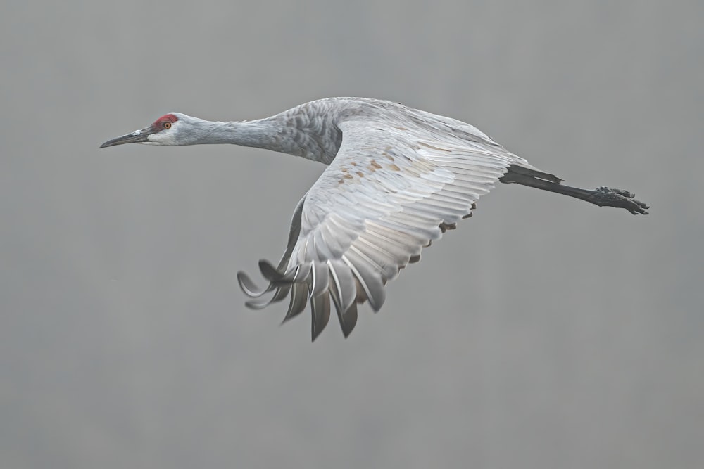 grey crowned crane flying during daytime