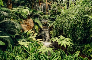 green plants and trees near water falls