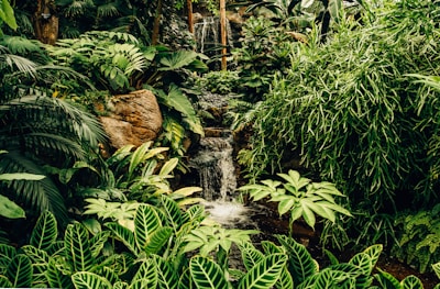 Lush rainforest with exotic plants and a waterfall, capturing nature's beauty.