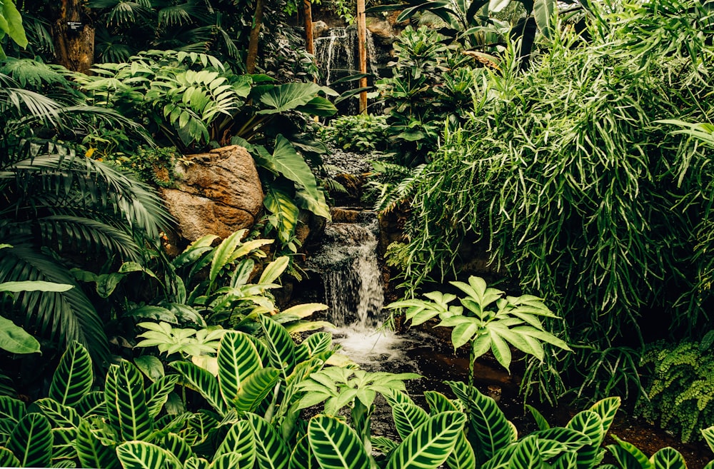 Plantas verdes y árboles cerca de cascadas de agua