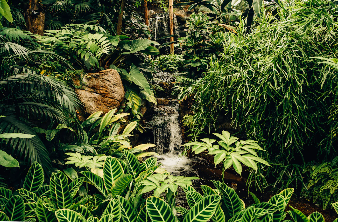 Waterfall pouring through lush green rainforest