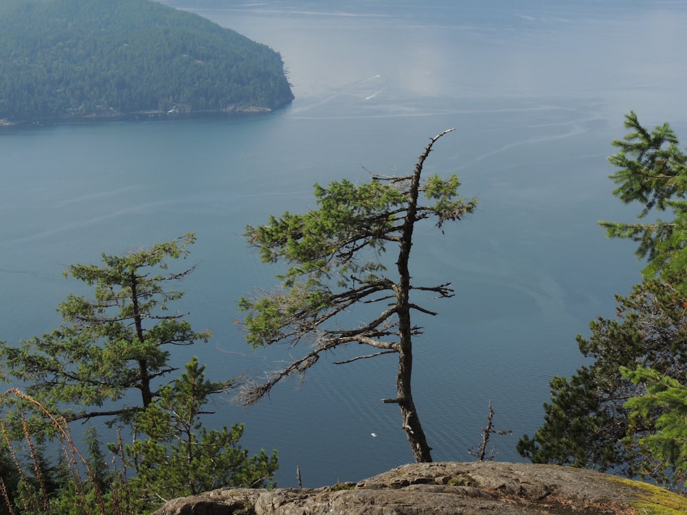 green tree on brown rock formation near body of water during daytime