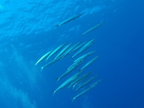 white and black fish underwater