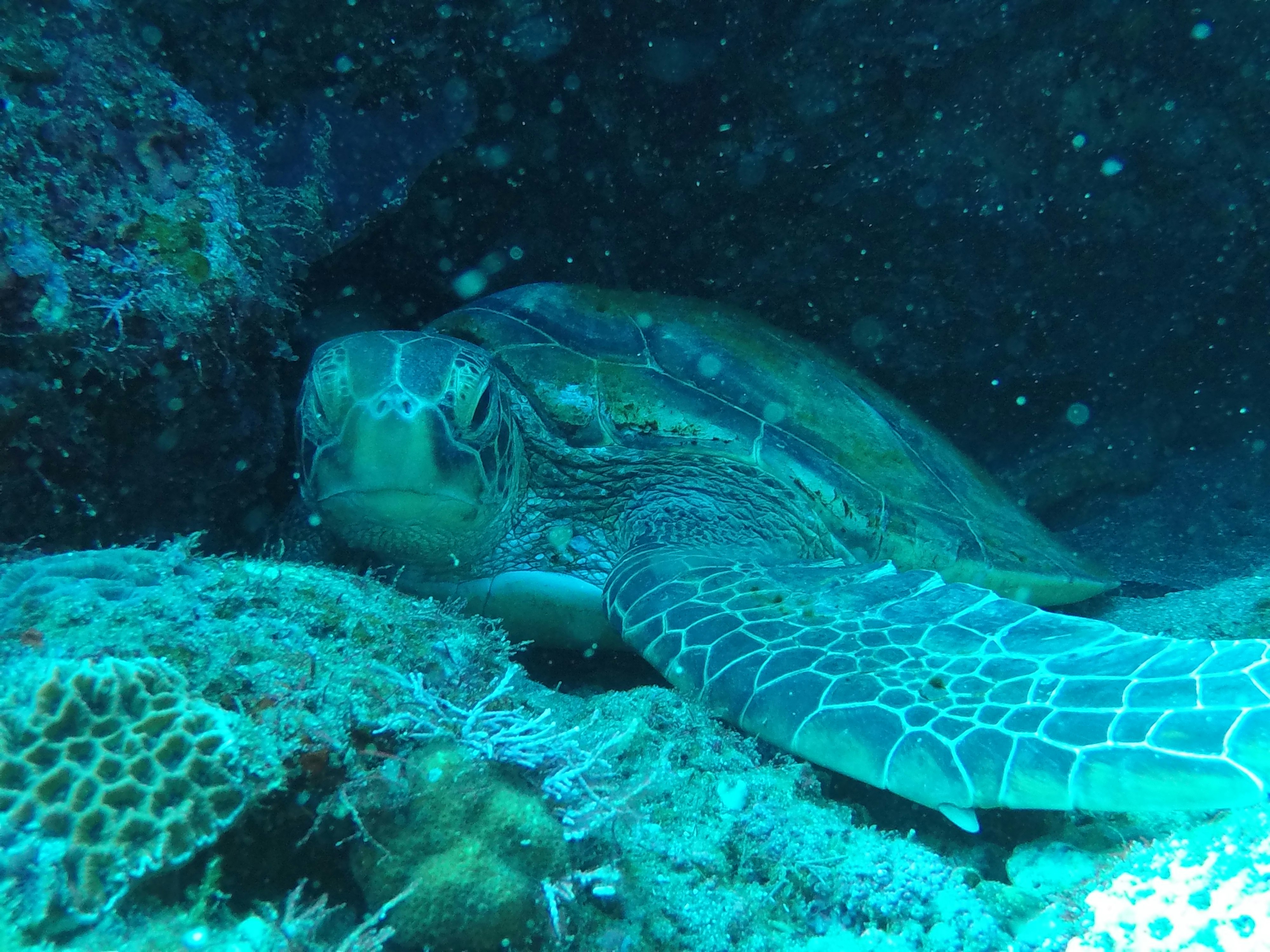 brown and black turtle on white coral reef