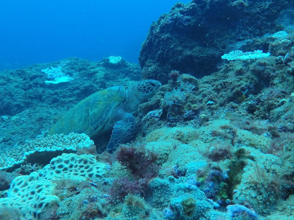 brown sea turtle under water