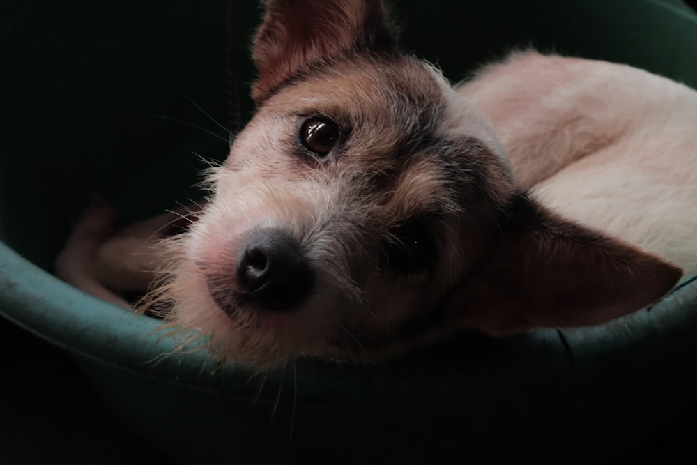 緑色の布地に横たわる白と茶色の短いコートの犬