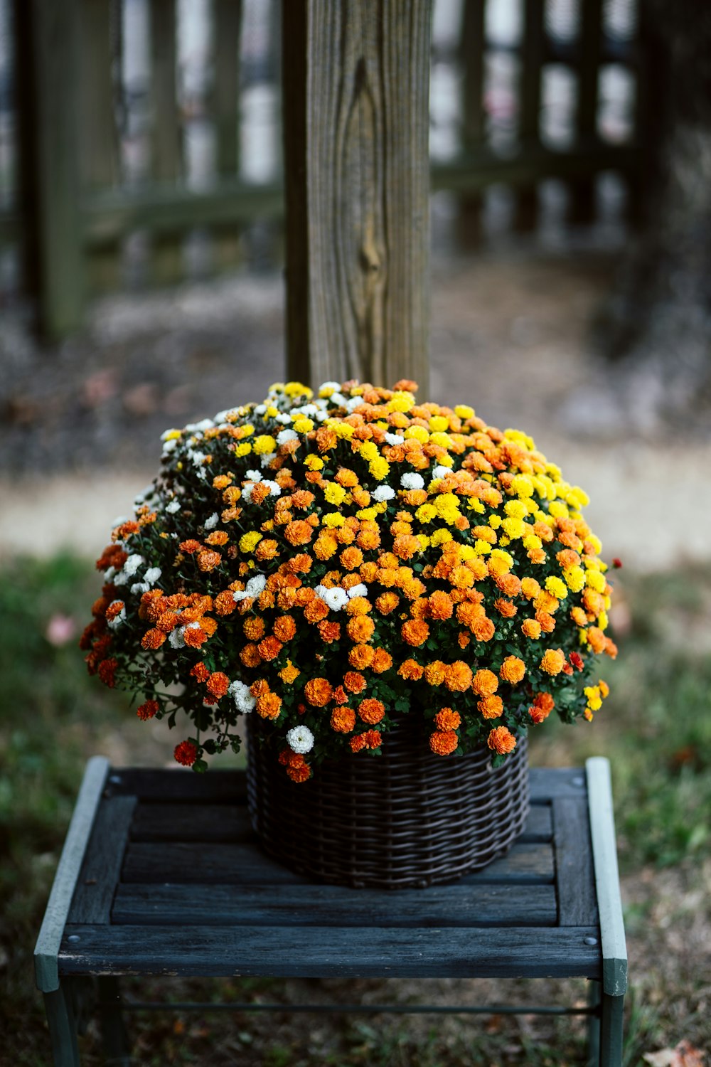 yellow and orange flowers on brown woven basket