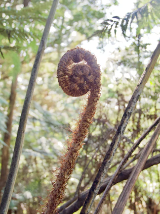 Close-up of a textured te reo māori greeting card with embossed koru design.