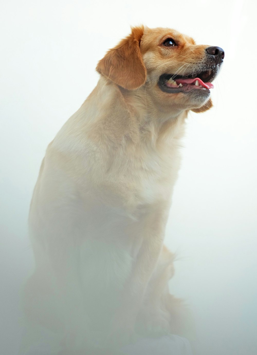 Gelber Labrador Retriever Welpe auf weißem Hintergrund