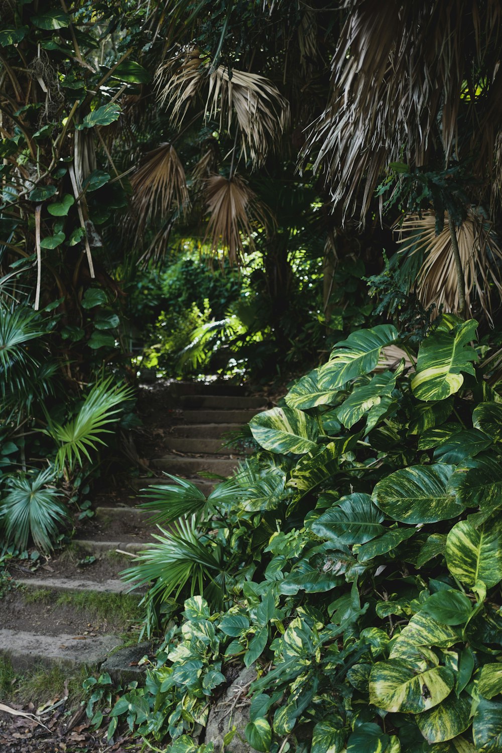 green palm tree beside brown wooden fence