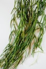 green plant on white table