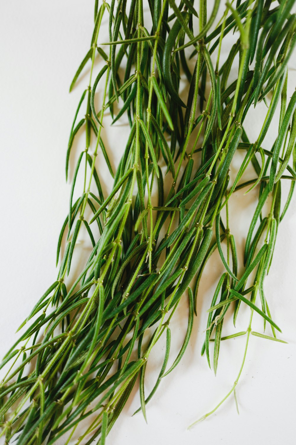 green plant on white table