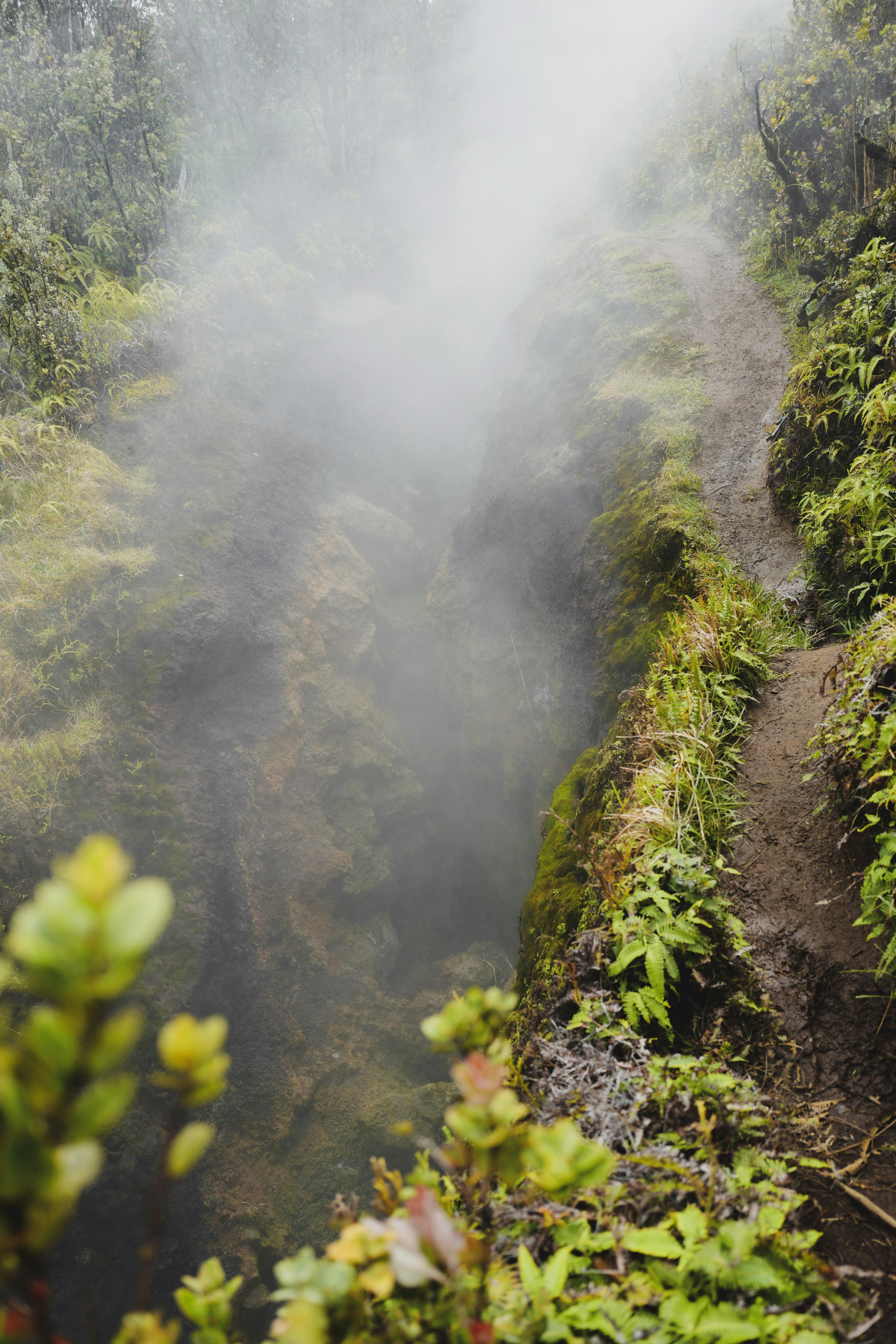 green trees on mountain during daytime